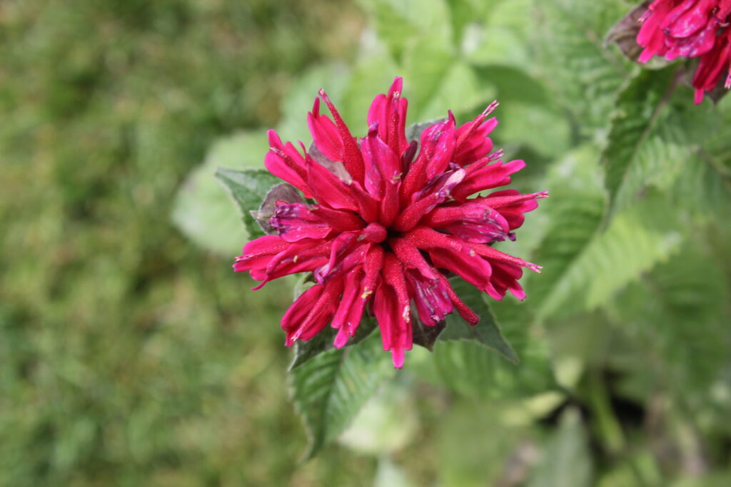 Bee Balm Pollinator garden perennial
