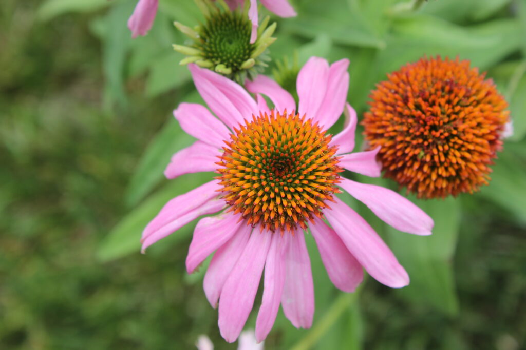 Echinacea coneflower pollinator garden perennial