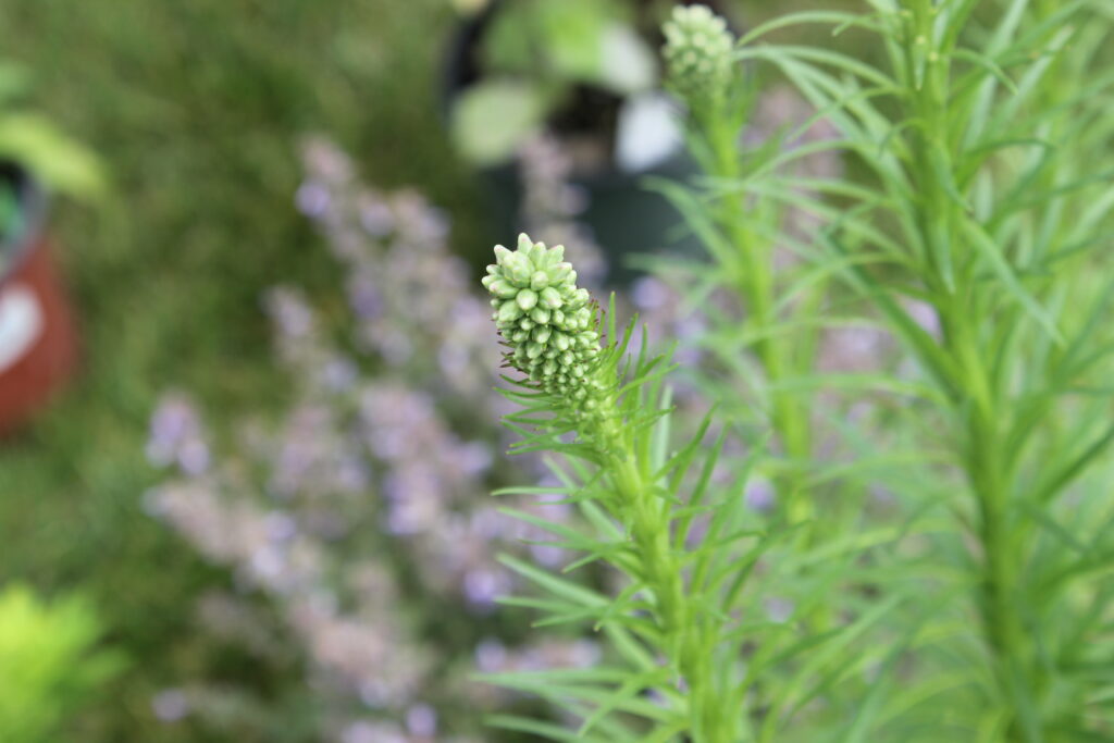 Liatris pollinator garden perennial