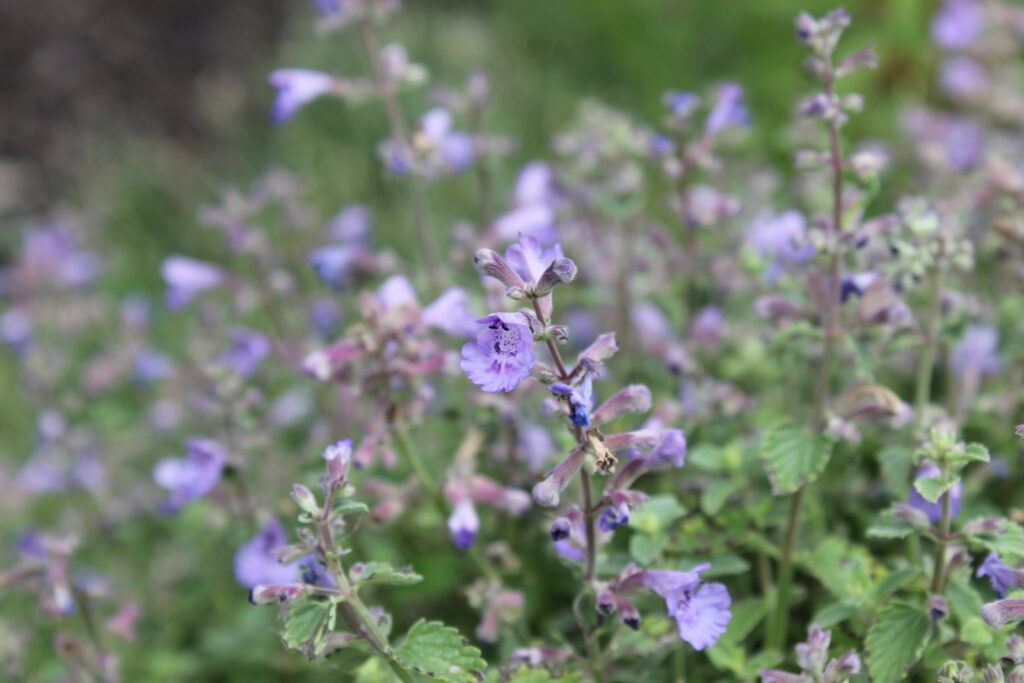 Catmint pollinator garden perennial