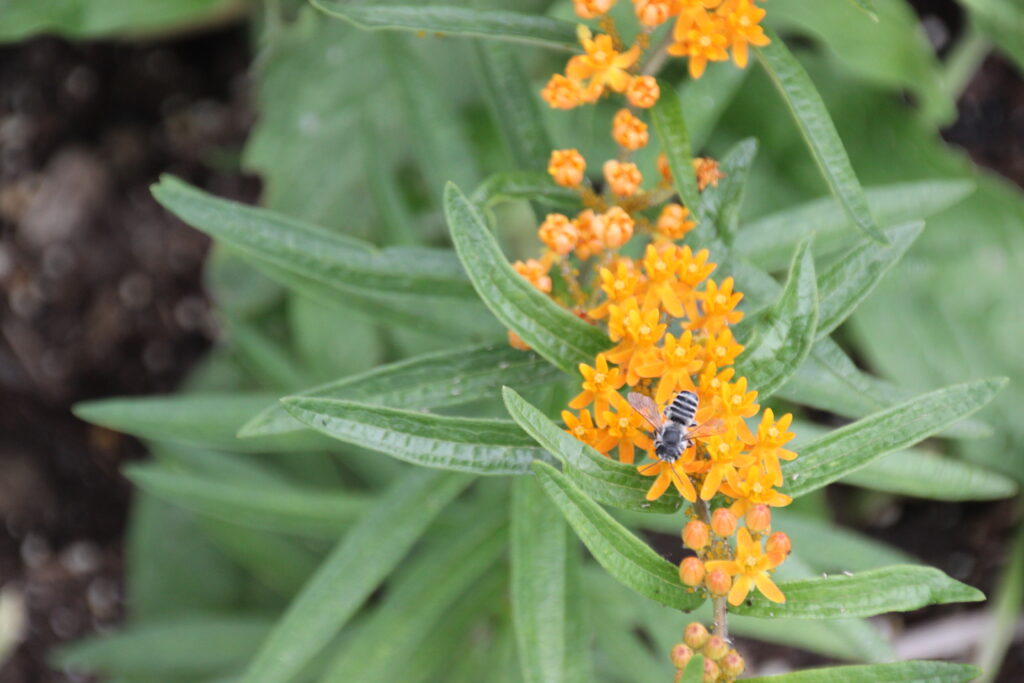 MIlkweed pollinator garden perennial