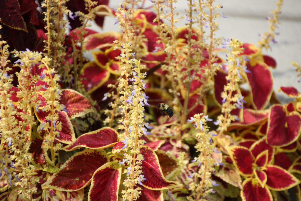 Bee Pollinating Coleus