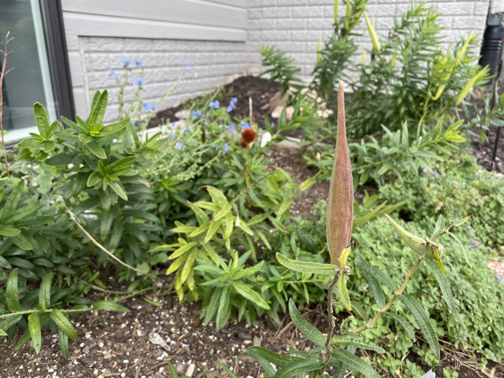 Harvesting Seed Pods: Butterfly Weed