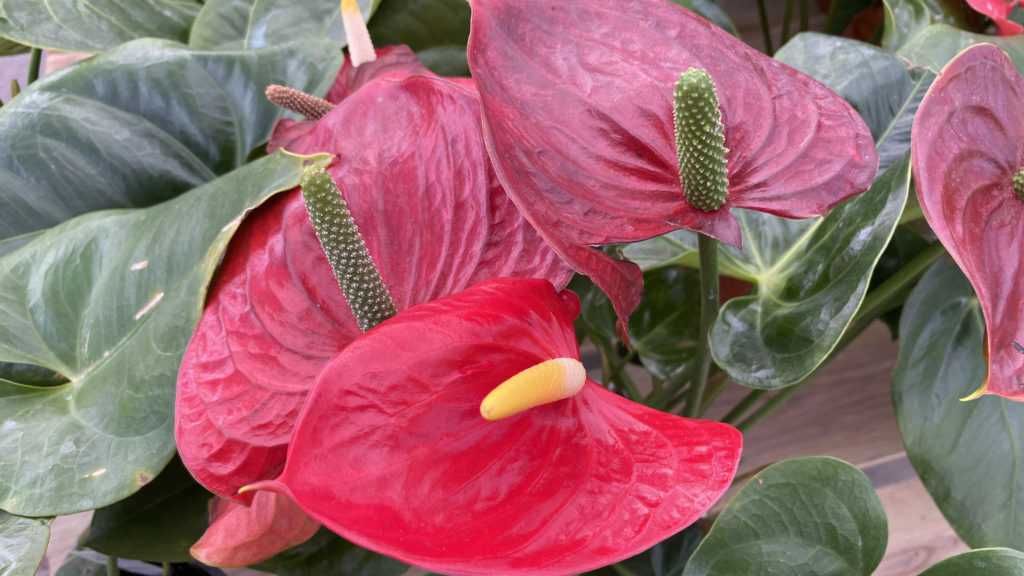 Red Anthurium