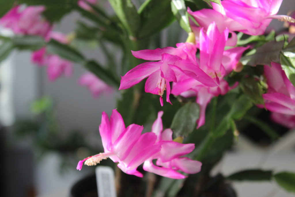 Pink Christmas Cactus