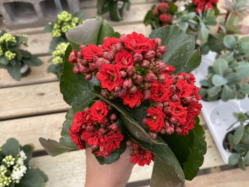 Kalanchoe Blossfediana "Calandiva"