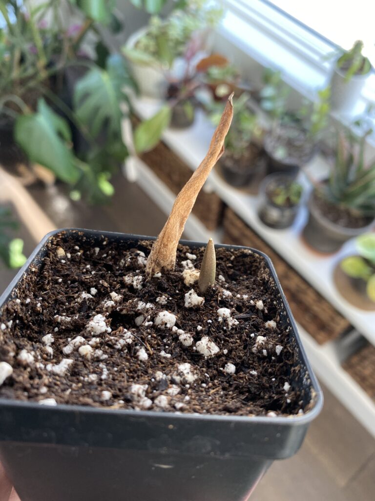 ZZ Leaf Propagation