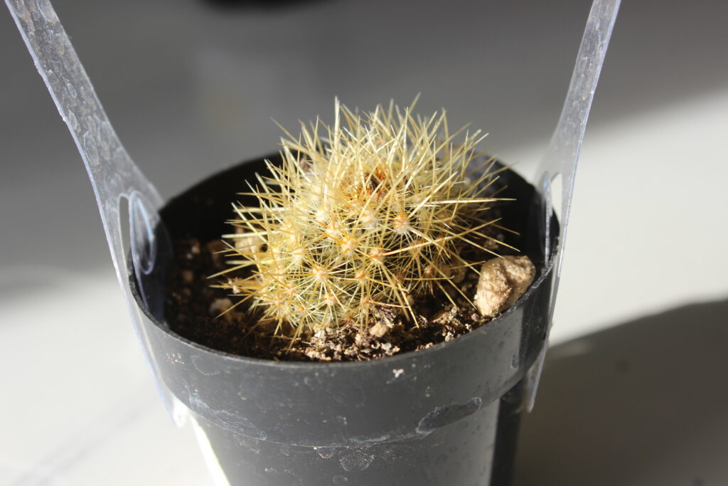 Pin Cushion cactus