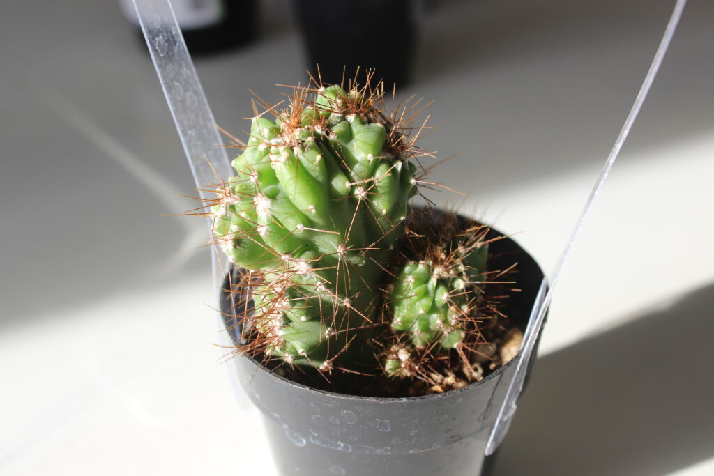 Ming Thing Cactus