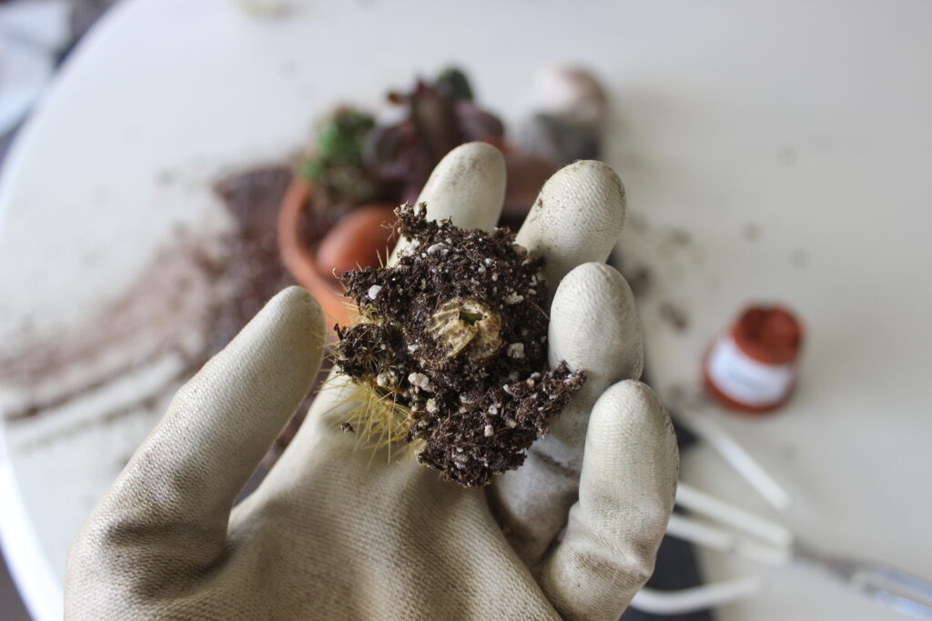 rotted Mammillaria pringlei 