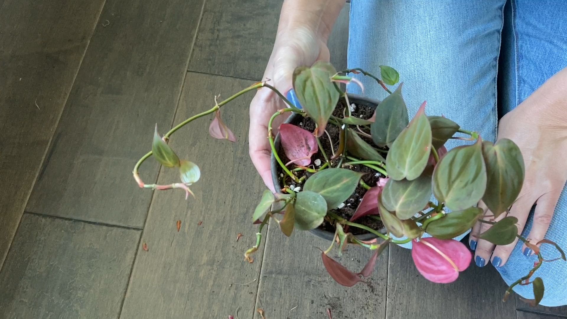 Fix Hanging Plant Bare Spots Philodendron Micans Suburbansill