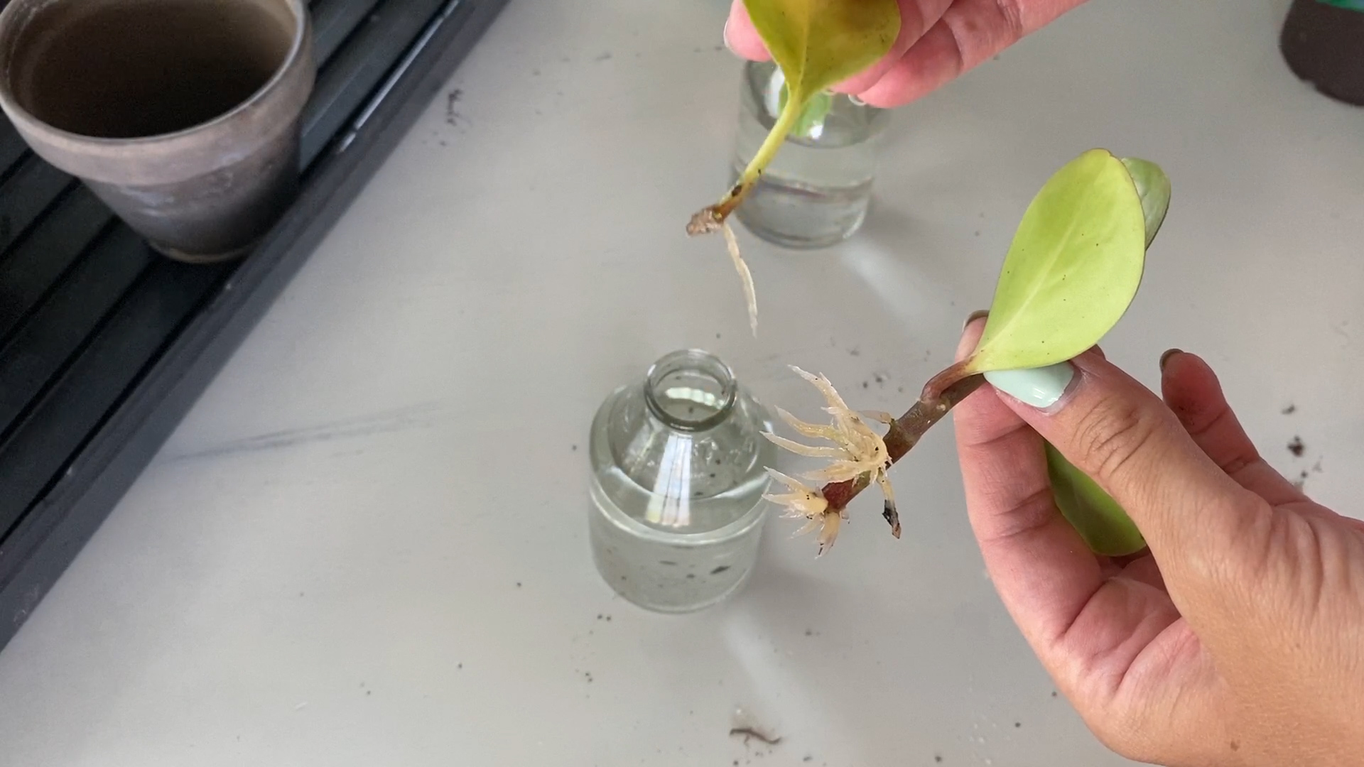 Simple Peperomia Obtusifolia Propagation - SuburbanSill