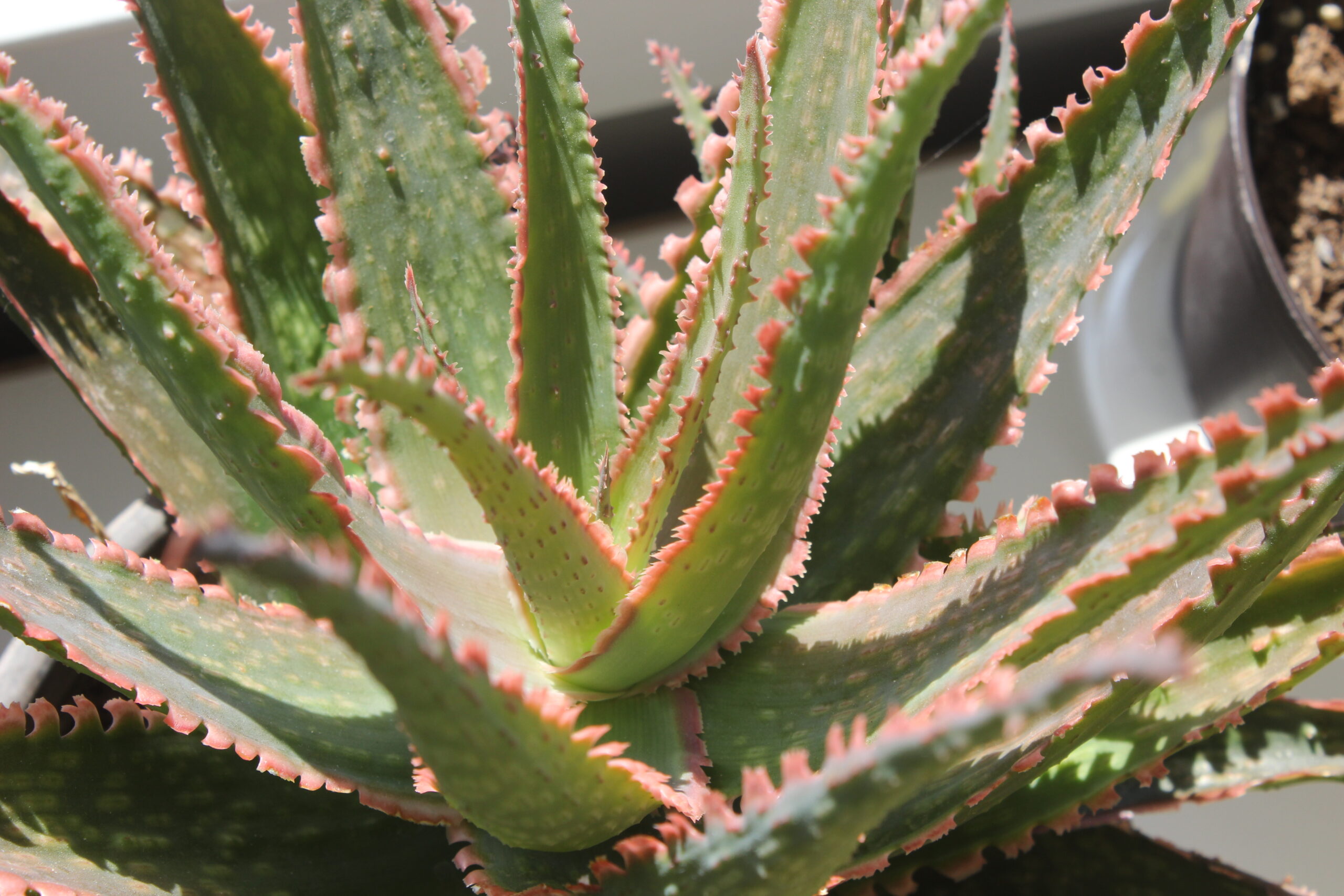 Aloe Buhrii SEEDS,15+ seeds for $3.00 2019 Harvested June FREE SHIPPING 