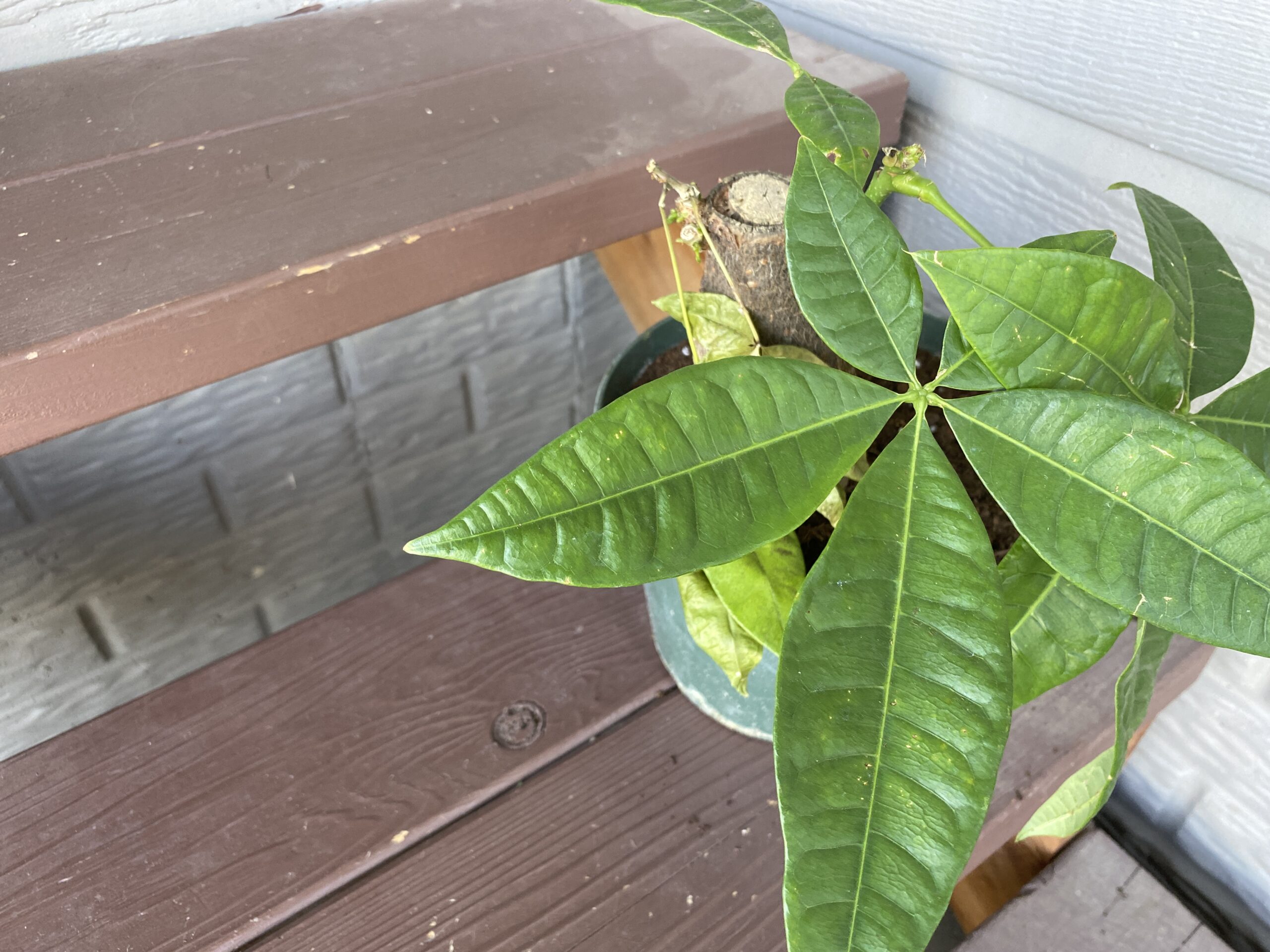 Plant Rescue: 'Stumpy Money Tree' | Pachira aquatica - SuburbanSill