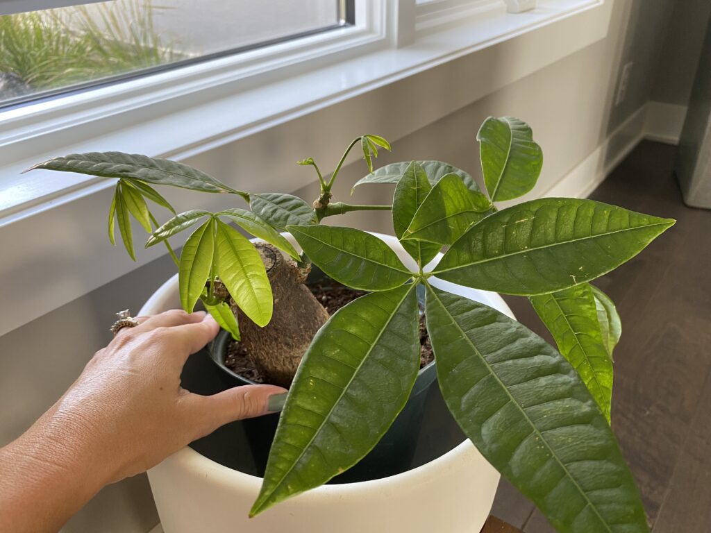 Money Tree Plant New Growth