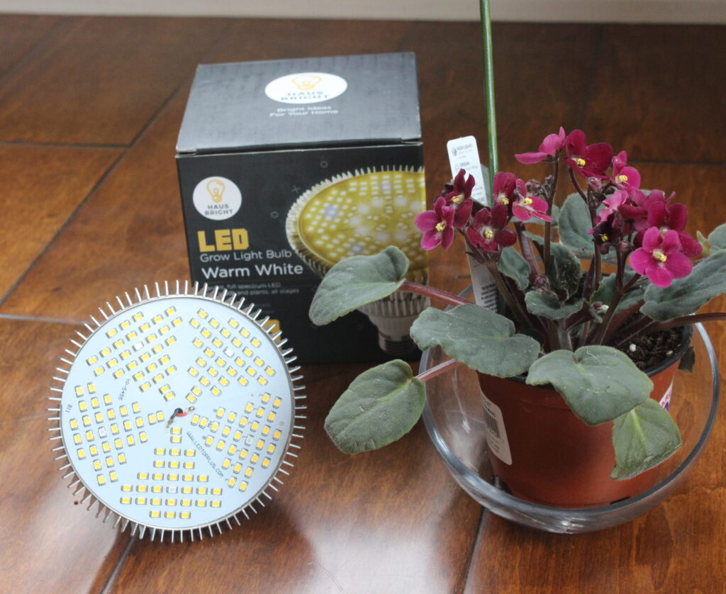 African Violet and Bright Haus LED Grow Light SuburbanSill