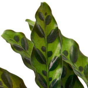 Calathea lancifolia