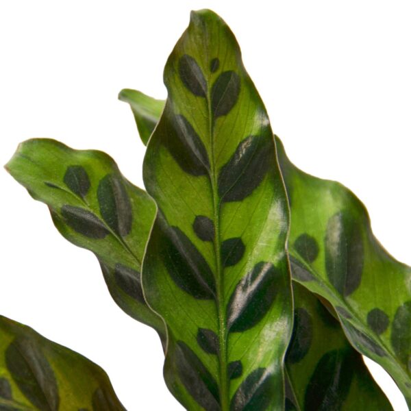 Calathea lancifolia