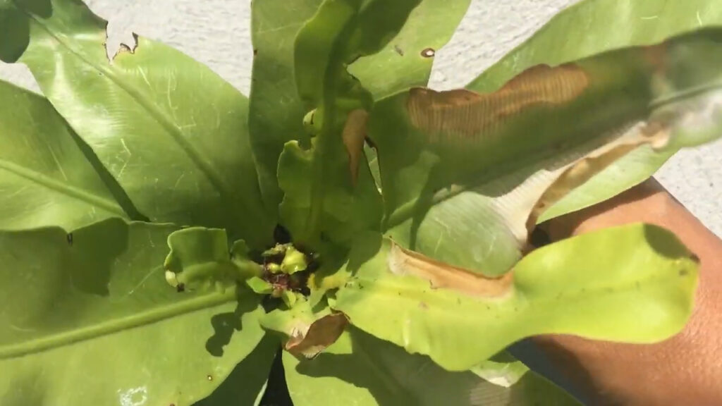 Why is my Bird's Nest Fern Turning Black Common Problems with Bird's