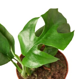 Rhaphidophora Tetrasperma