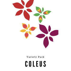 Coleus Seed Variety Pack
