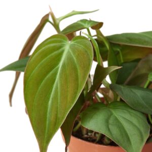 Philodendron micans | Philodendron hederaceum | "Velvet Leaf" Philodendron